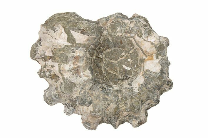 Bumpy Ammonite (Douvilleiceras) Fossil - Madagascar #205022